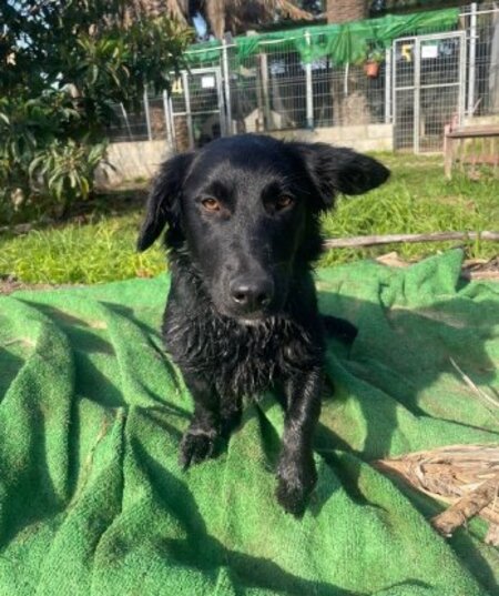 Adopter Nico
