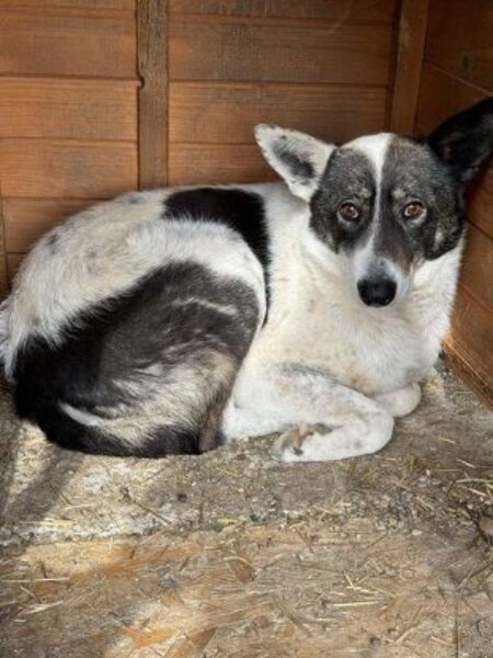 Adopter Nilam
