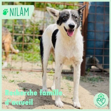 Adopter Nilam