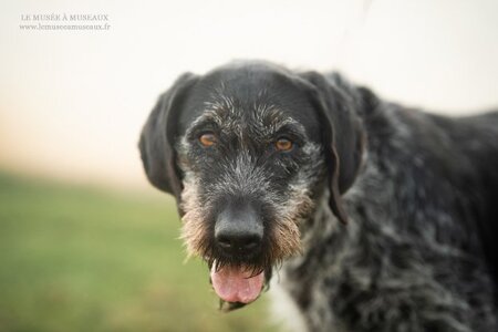 Adopter Nina