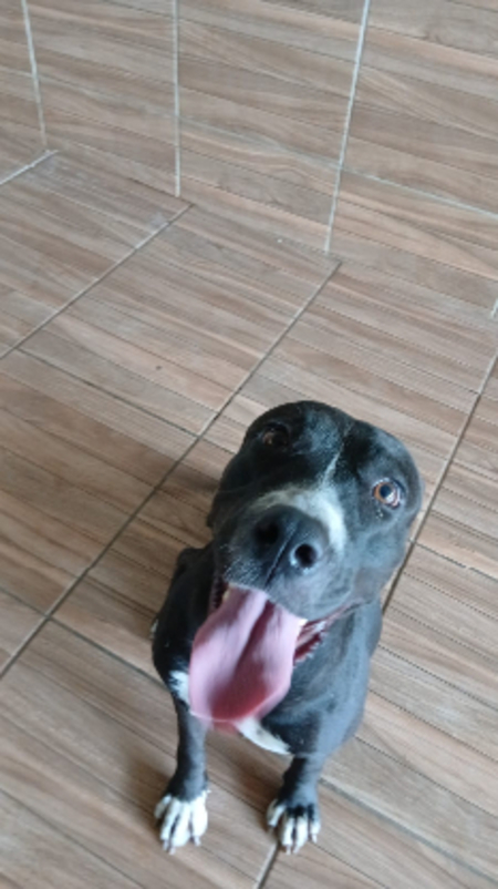 Adopter Nina