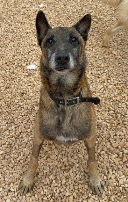 Adopter Noah