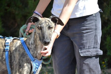 Adopter Noel