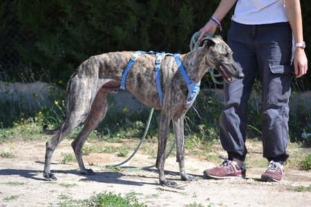 Adopter Noel