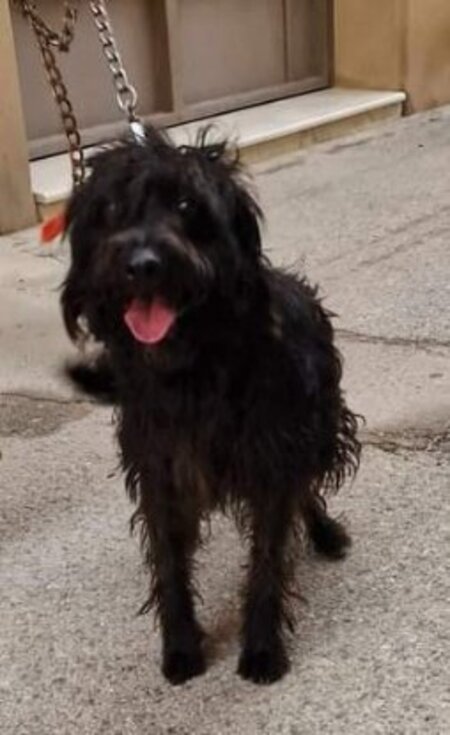 Adopter Noiro