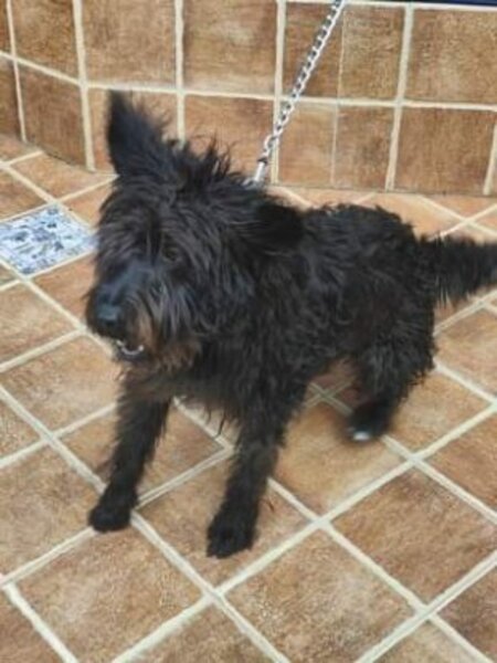 Adopter Noiro