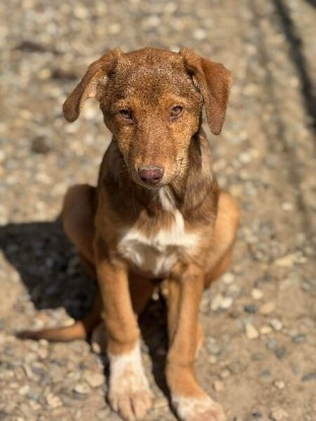 Adopter Noodles