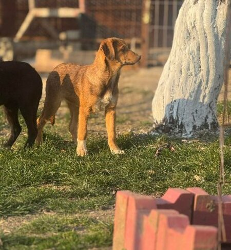 Adopter Noodles