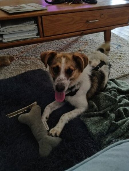 Adopter Nooky
