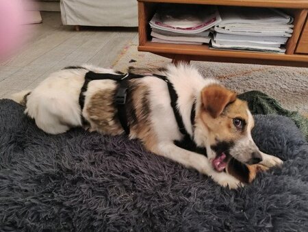 Adopter Nooky