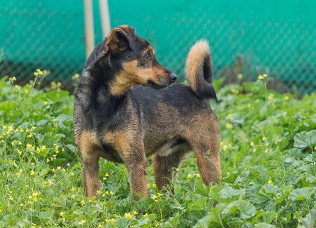 Adopter Nota