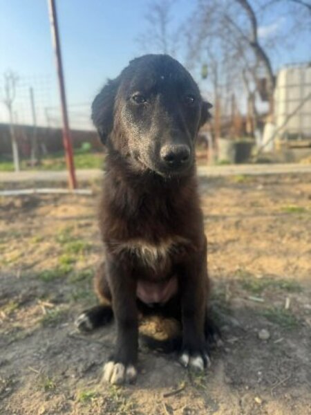 Adopter Nouni