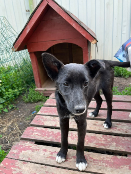 Adopter Nuca