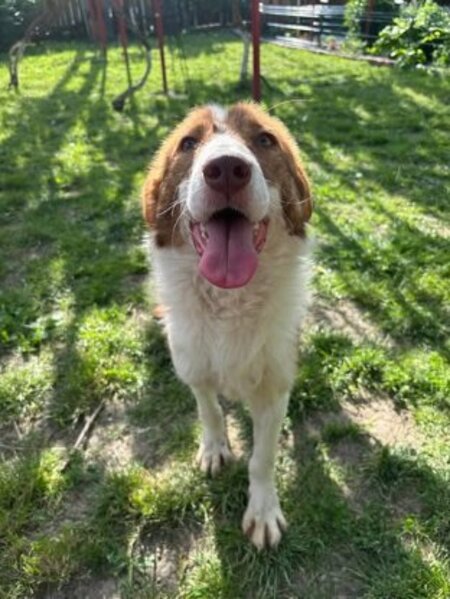 Adopter Nuga