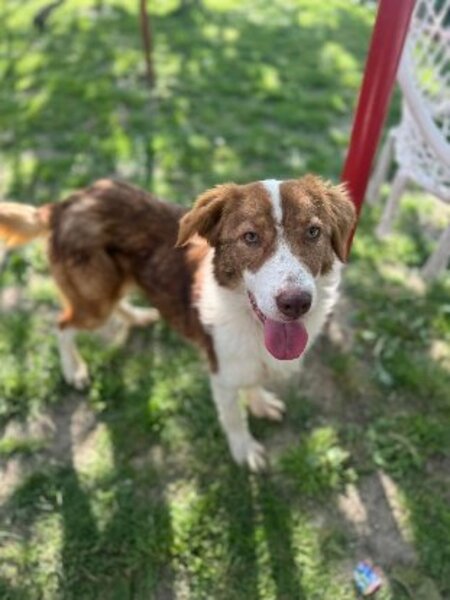 Adopter Nuga