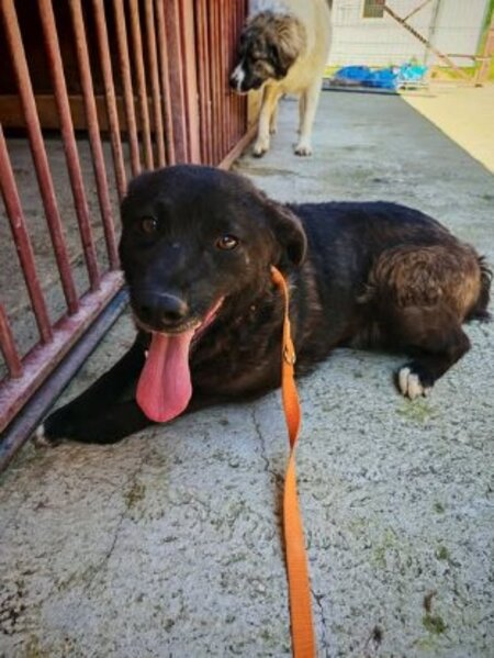Adopter Nugget