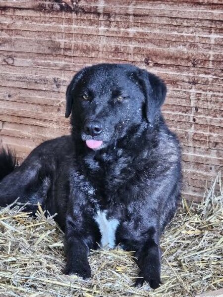 Adopter Nugget