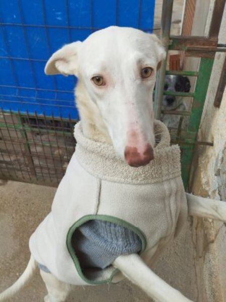 Adopter Nut