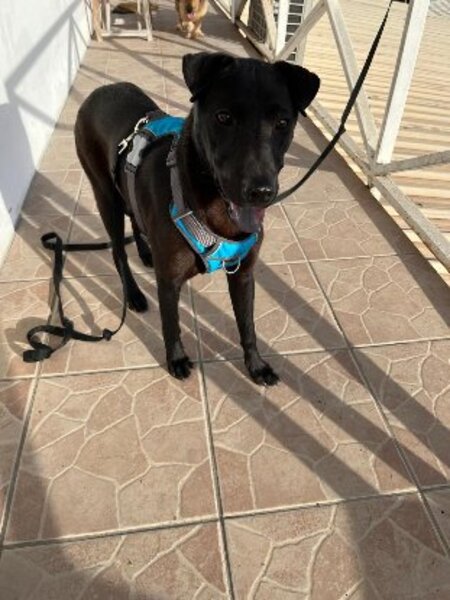 Adopter Nyxe