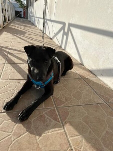 Adopter Nyxe