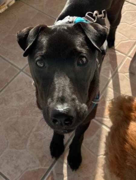 Adopter Nyxe
