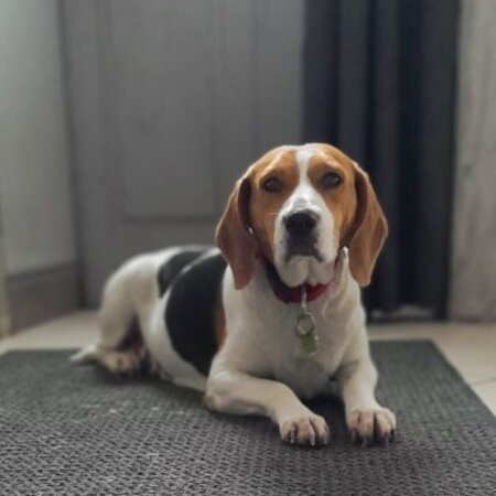 Adopter O'soquette