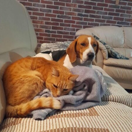Adopter O'soquette