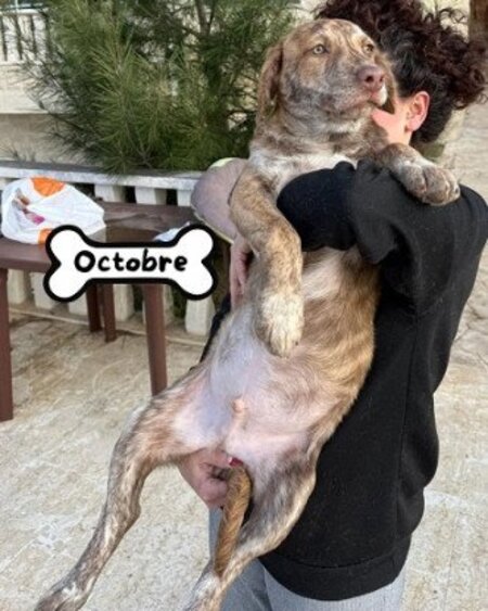 Adopter Octobre