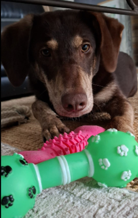 Adopter Odile