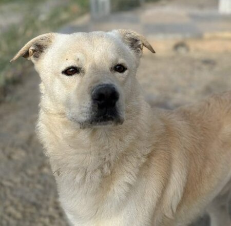 Adopter Odin