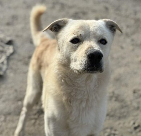Adopter Odin