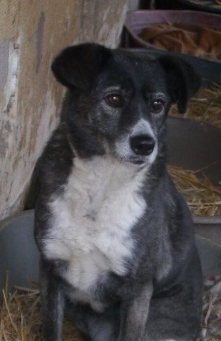 Adopter Ofélia