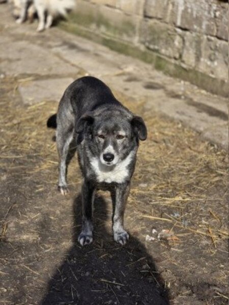 Adopter Ofélia