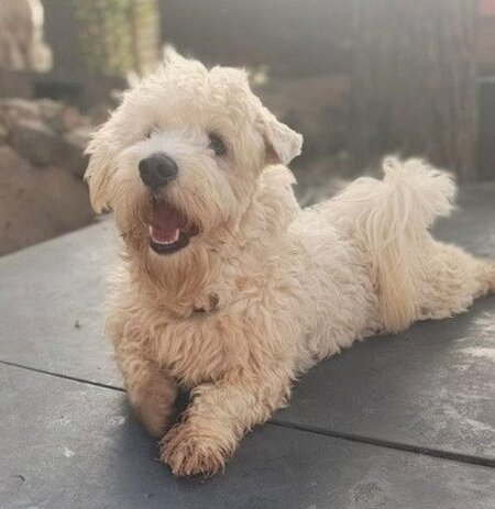 Adopter Olecco