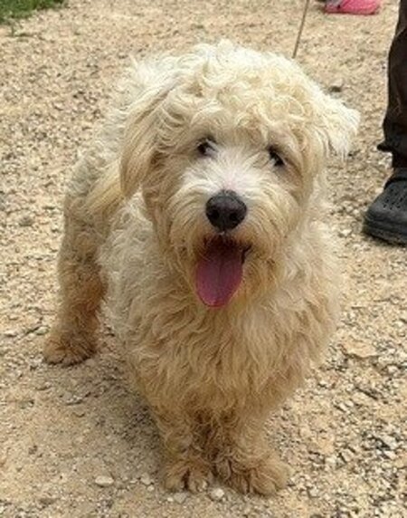 Adopter Olecco