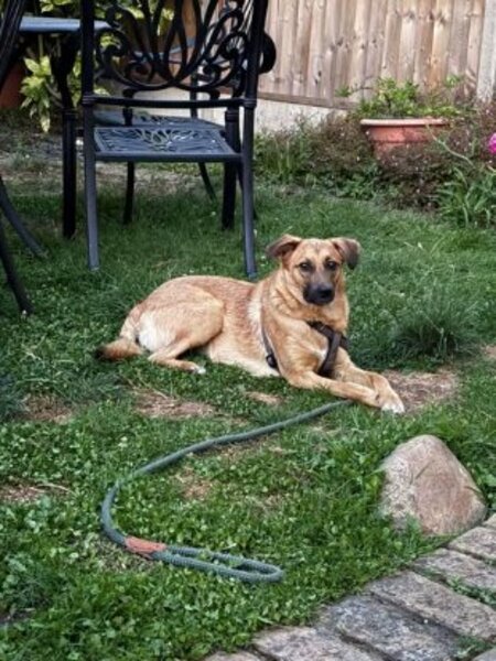 Adopter Olive