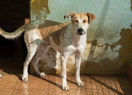 Adopter Olli