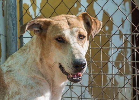 Adopter Olli