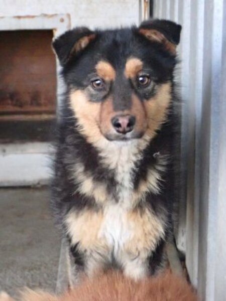 Adopter Olyne