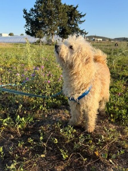 Adopter Omri