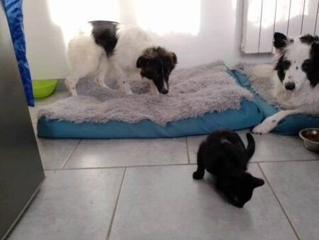 Adopter Origami