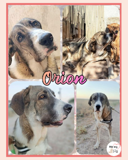 Adopter Orion