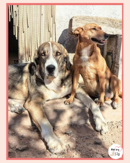 Adopter Orion
