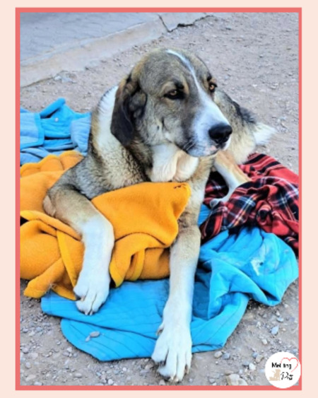 Adopter Orion