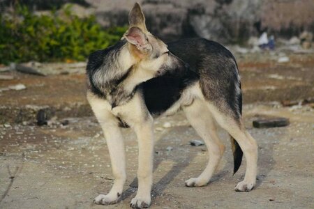 Adopter Orion