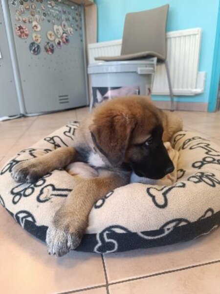 Adopter Orion