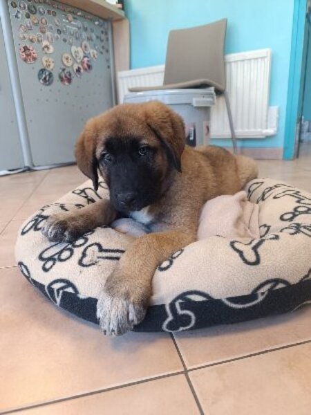 Adopter Orion