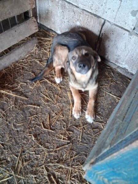 Adopter Orma