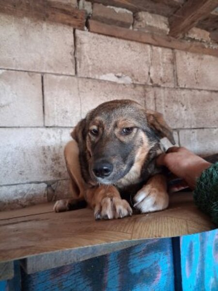 Adopter Orma