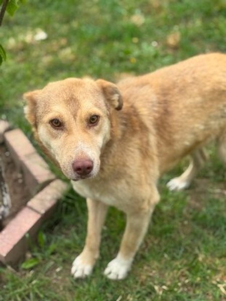 Adopter Orsone